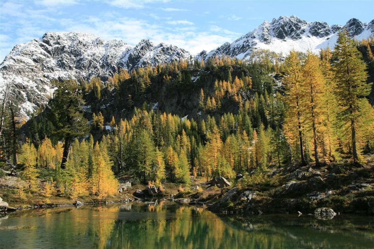 Larch Reflections None