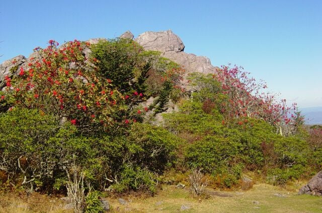 Large Rock None
