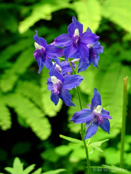 Larkspur None