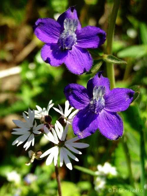 Larkspur and Starflower None