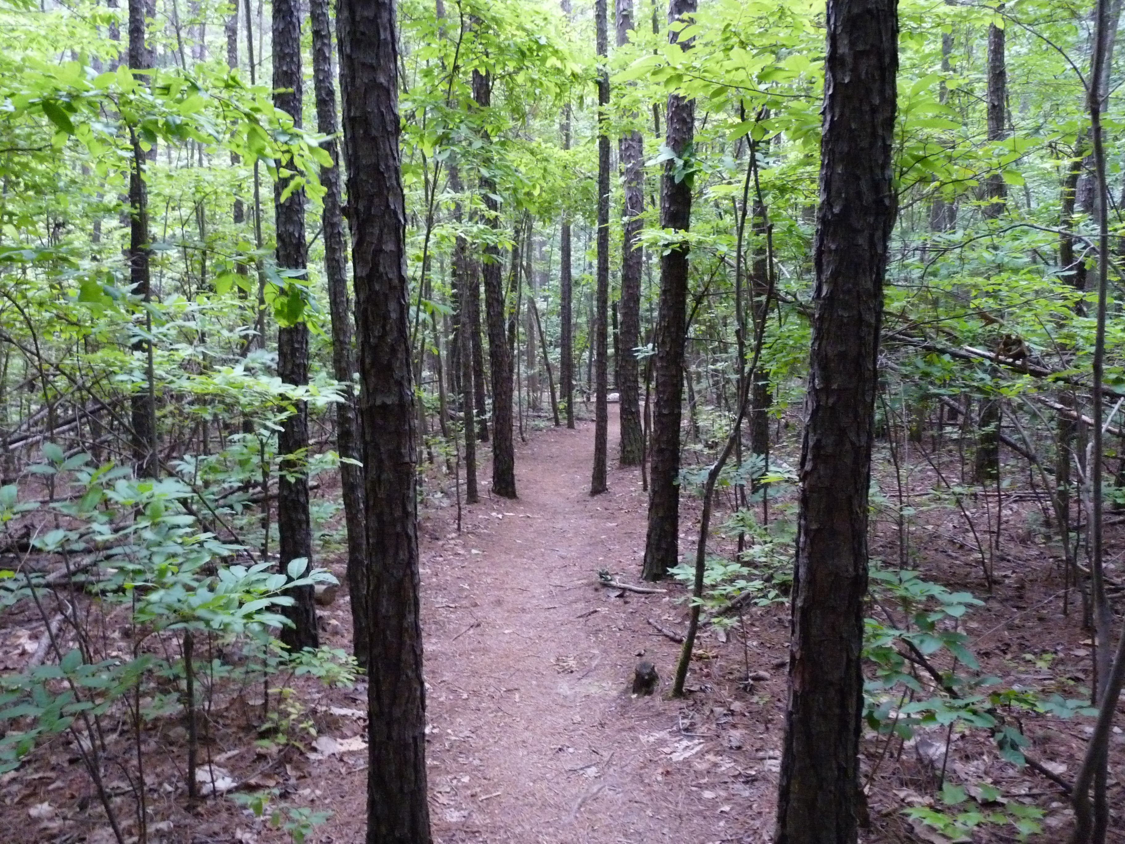 Last stretch of trail None