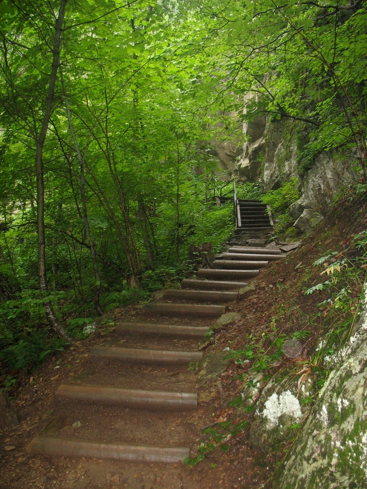 Leafy Ascent None