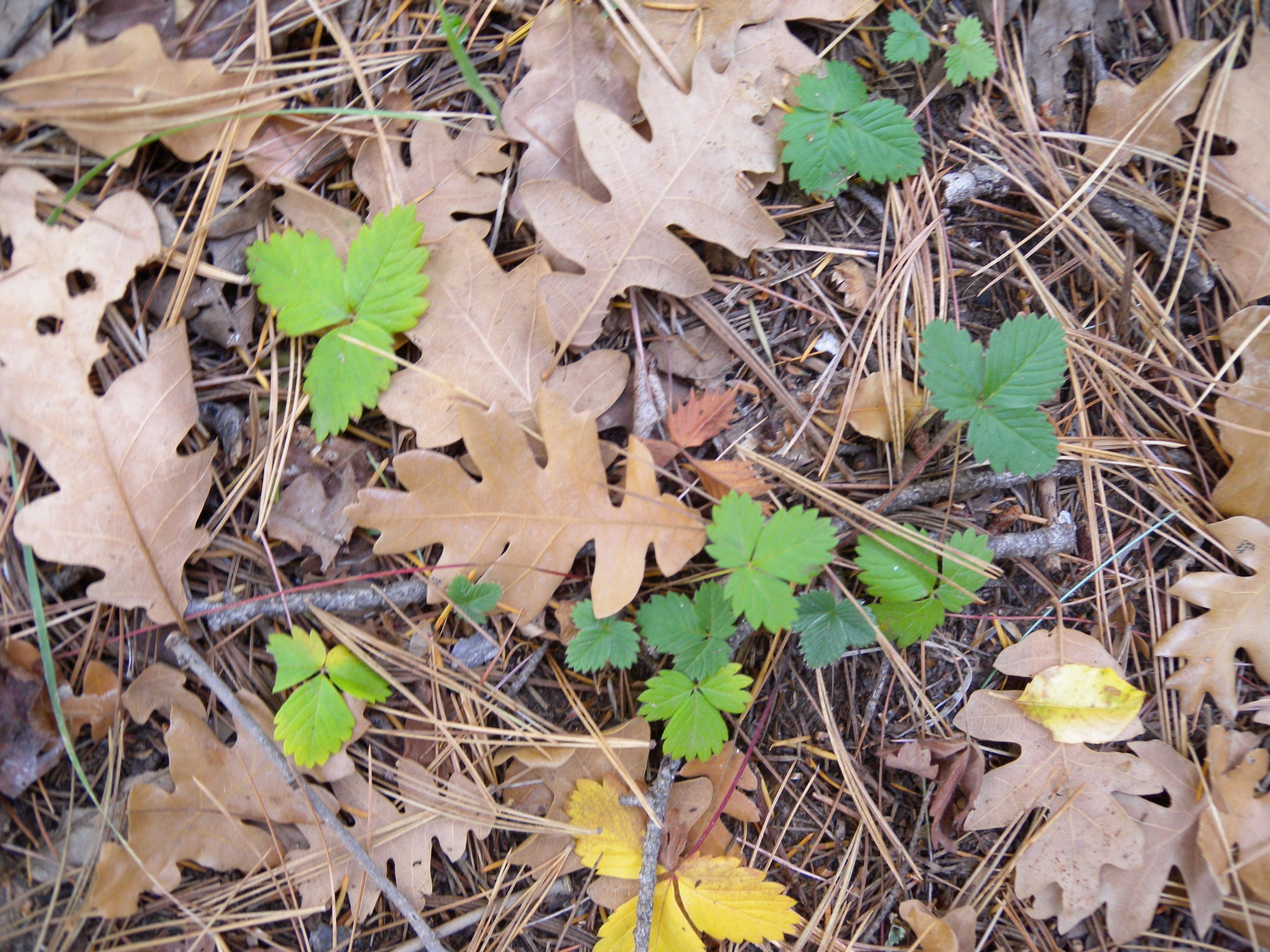 Leaves and pine needles scattered on the ground. 