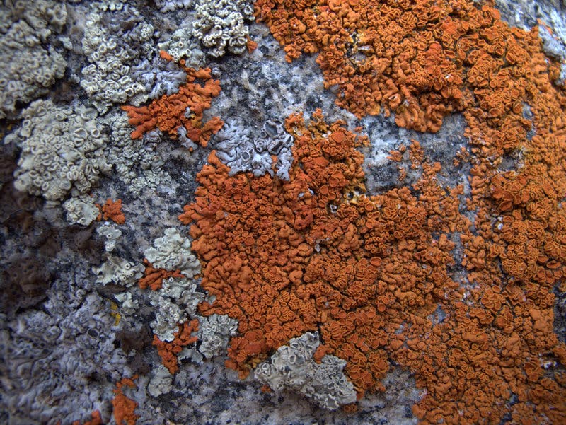 Lichen None