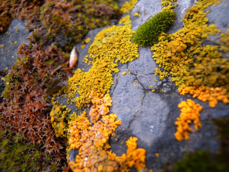 Lichen None