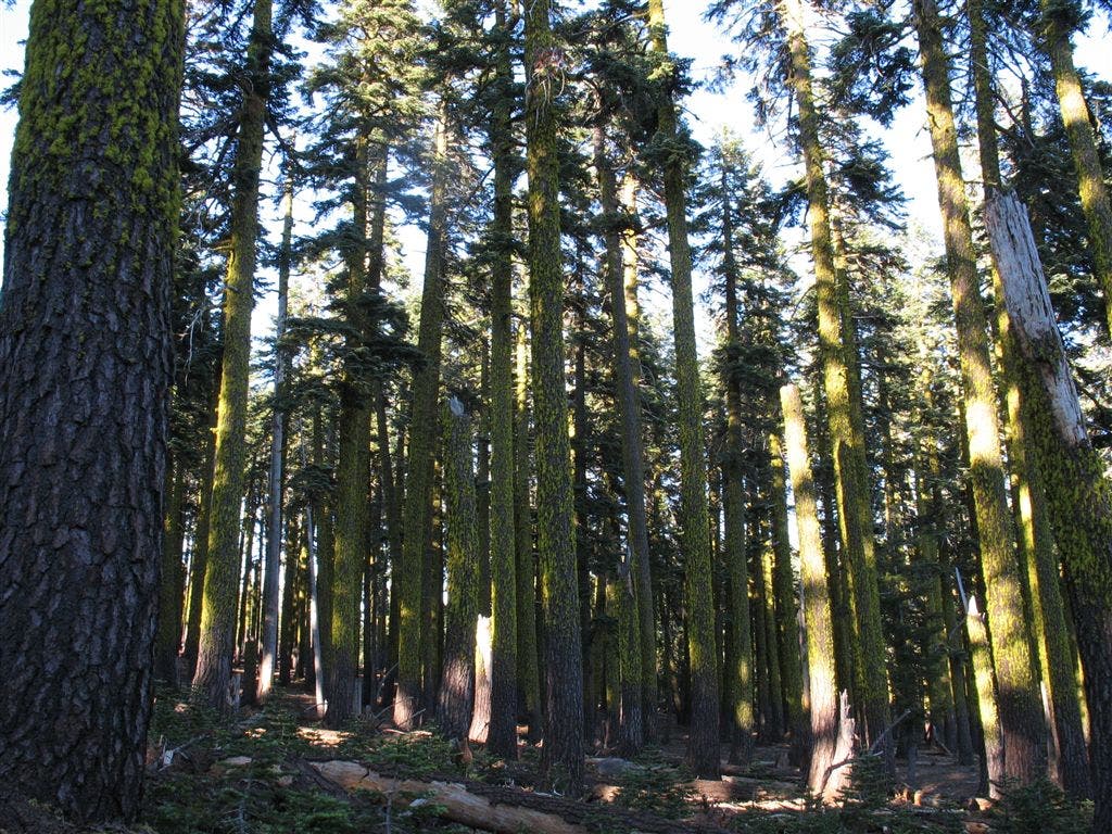 Lichen-clothed firs None