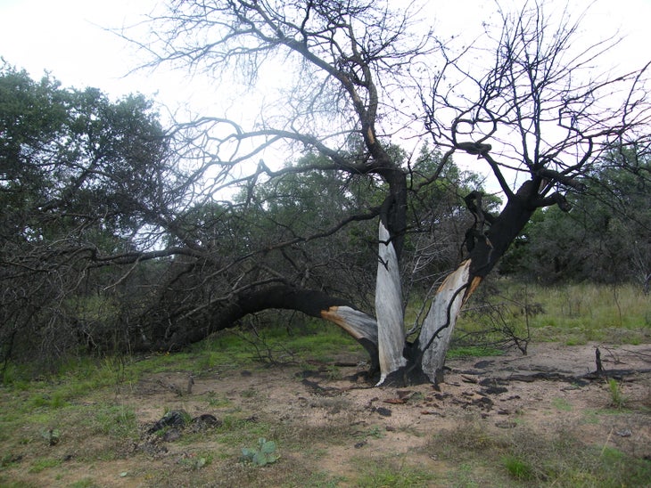Lightning Tree None