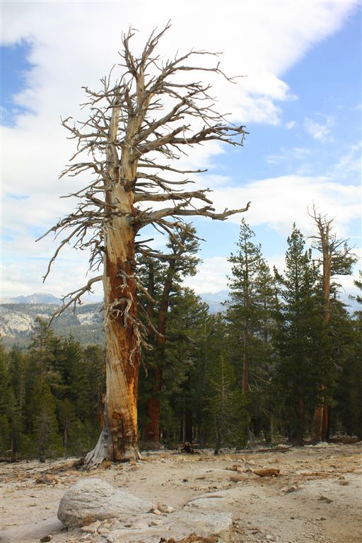 Lightning Tree None