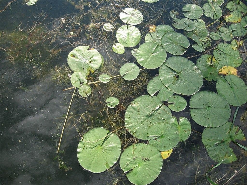 Lily pads None