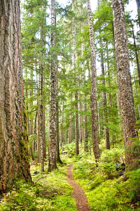 Little Beaver Trail None