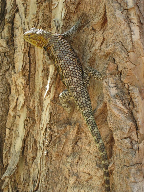 Lizard None
