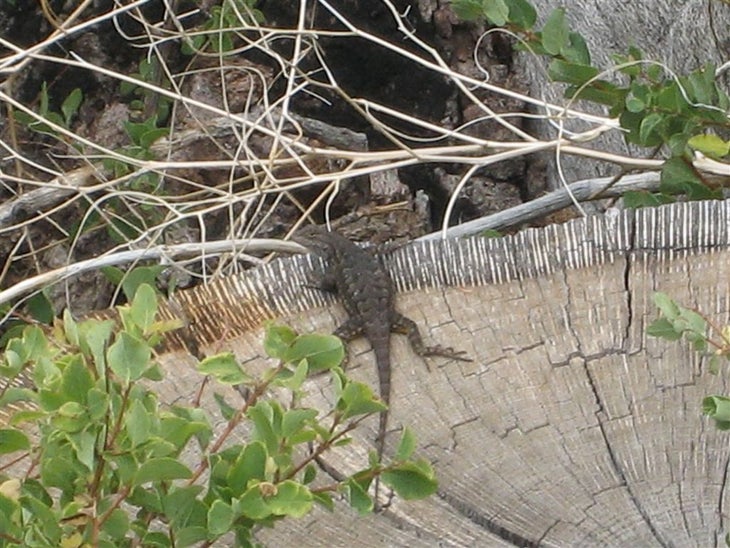 Lizard None