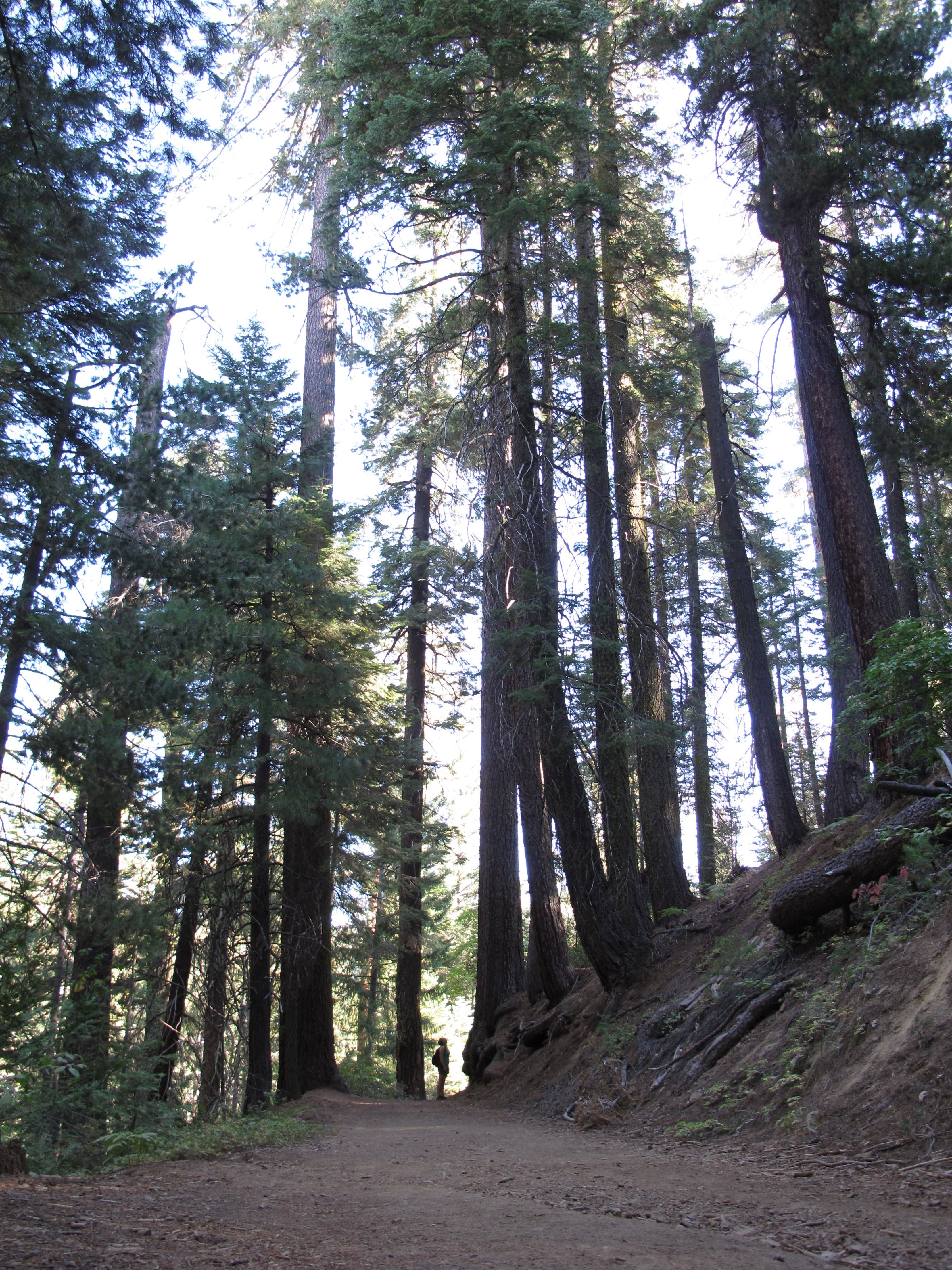 Lodgepole Pines None