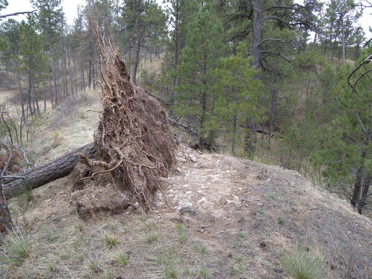 Log None