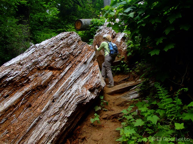 Log Crossing None