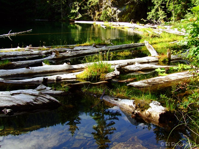 Log Gardens None