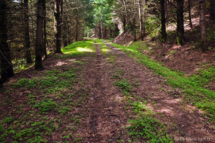 Logging Road None