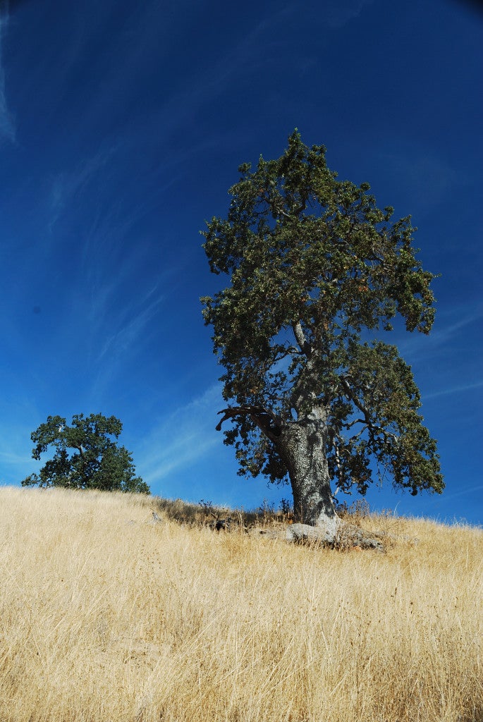 Lone Tree None