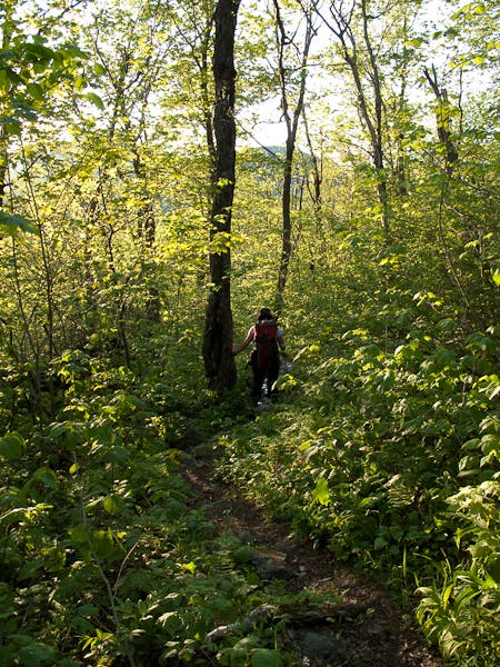 Long Trail at Dusk None