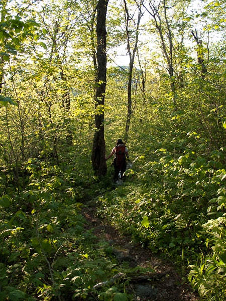 Long Trail at Dusk None