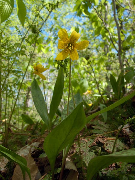 Long Trail Flora None