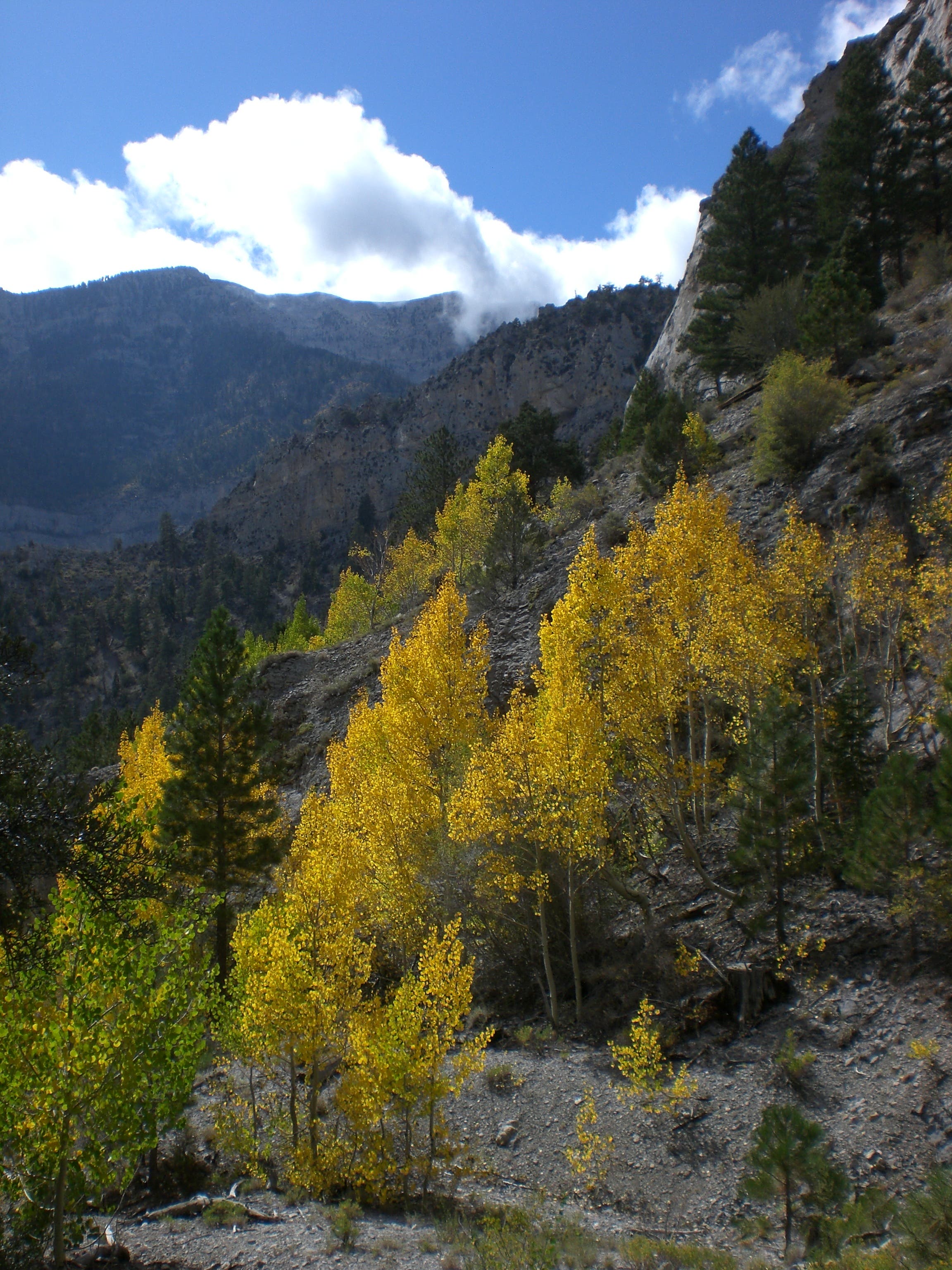 Looking Back Down Canyon at Charleston Peak None