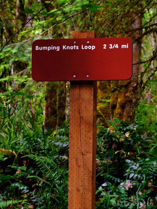Loop Fork None