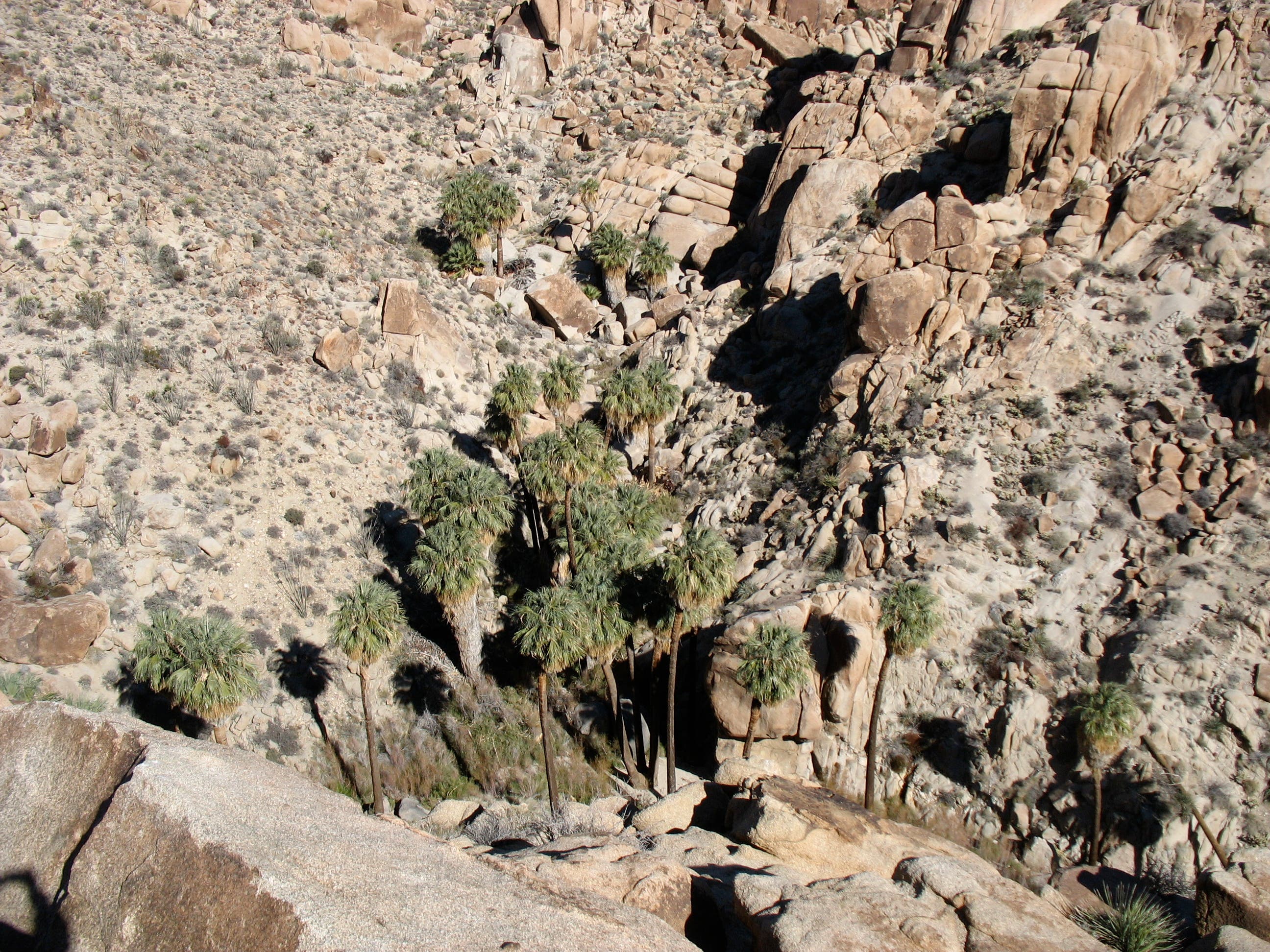 Lost Palms Oasis Overlook None