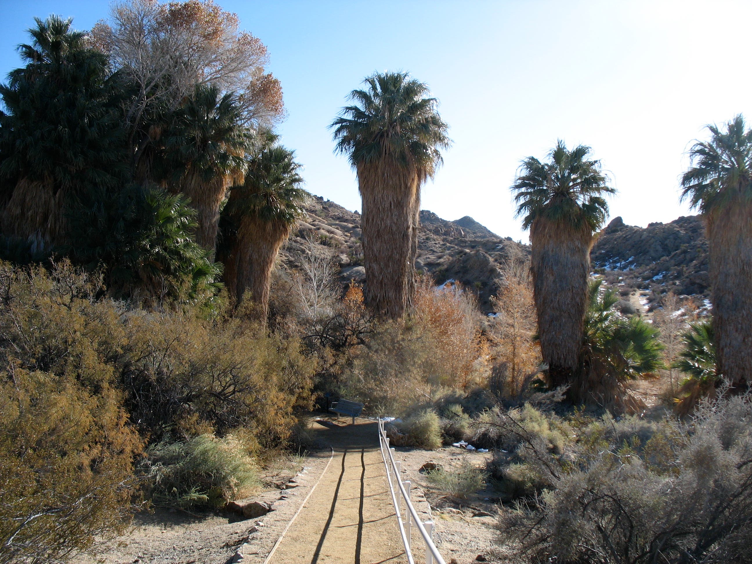 Lost Palms Oasis Trailhead None