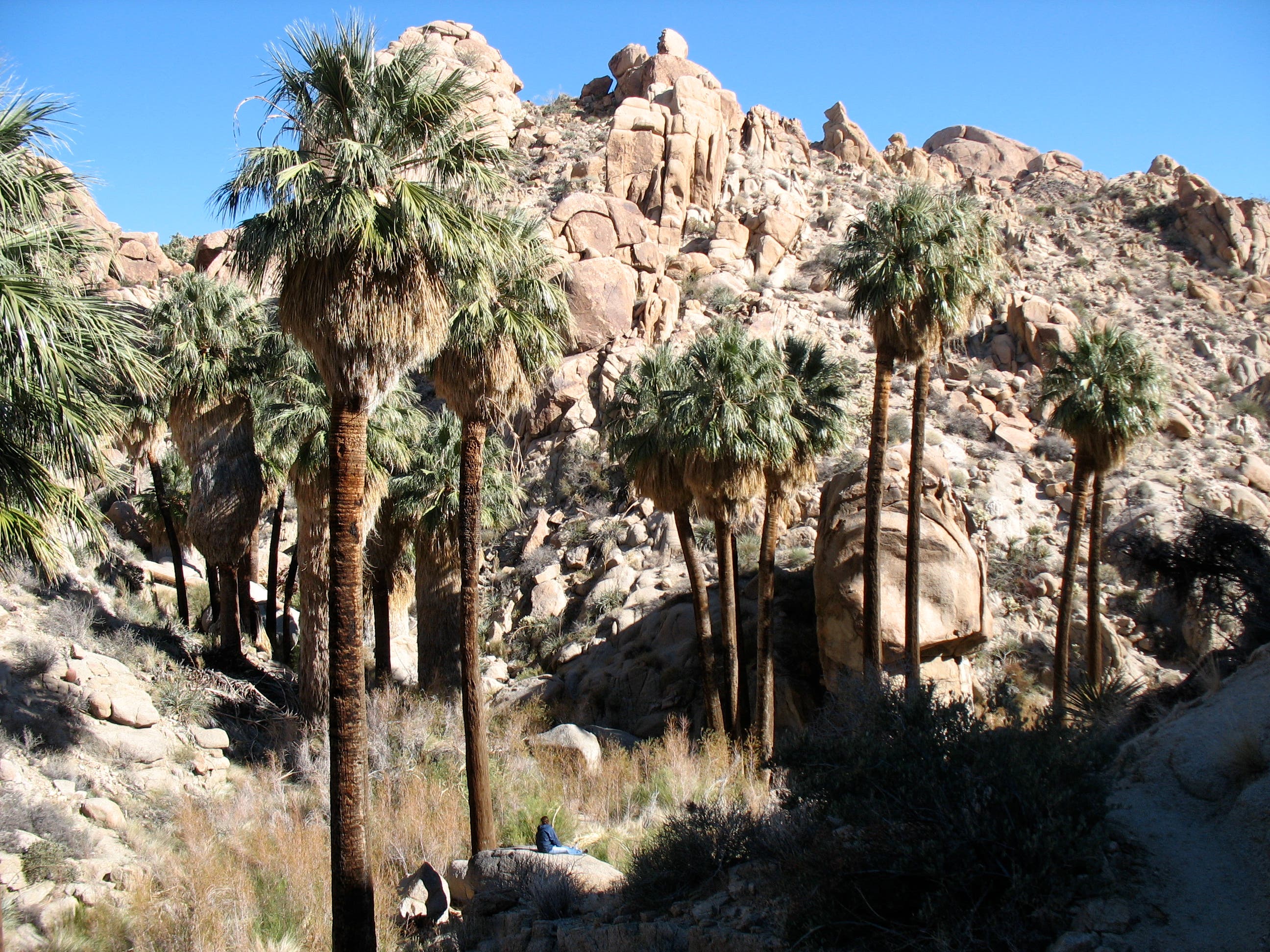 Lost Palms Oasis Lost Palms Oasis