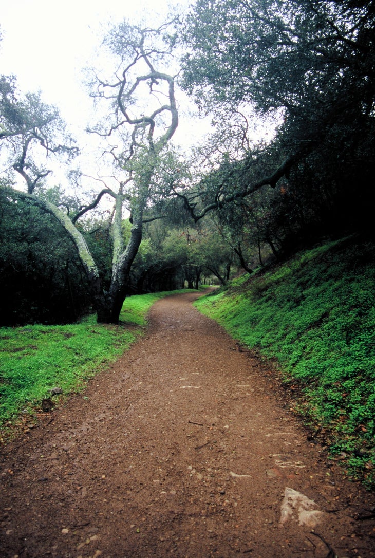 Lower Romero oak grove None