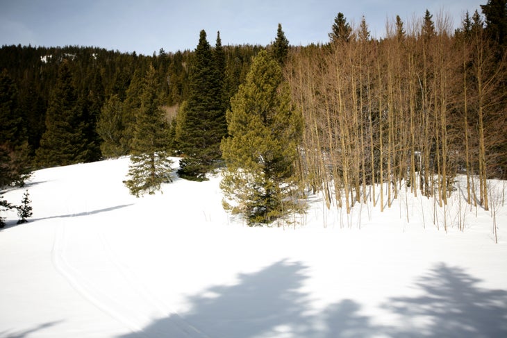 Lower Trees None