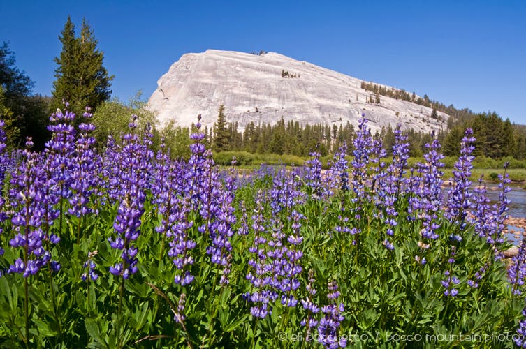Lupine and Lembert Dome None