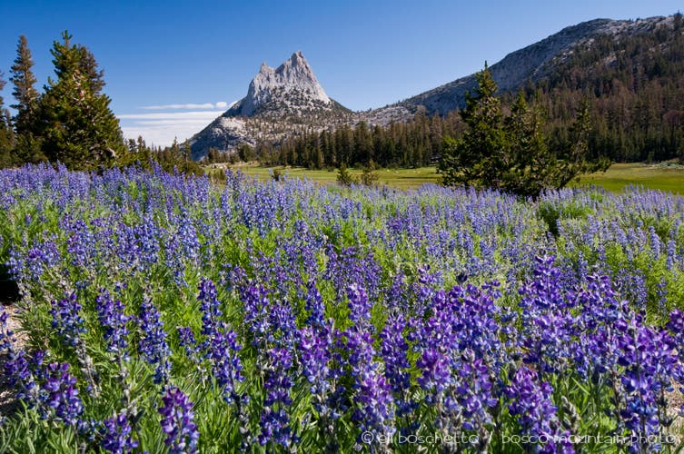 Lupine at Cathedral Pass None