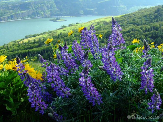 Lupine None