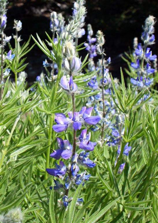 Lupines None