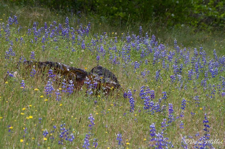 Lupines None