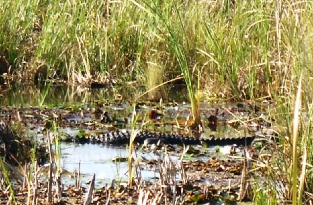 Lurking Gator None