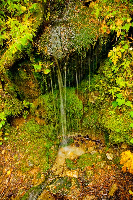 Lush Forest A small stream waterfalls over lush green moss and plants.