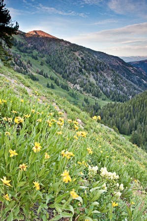 Lush green gorge None