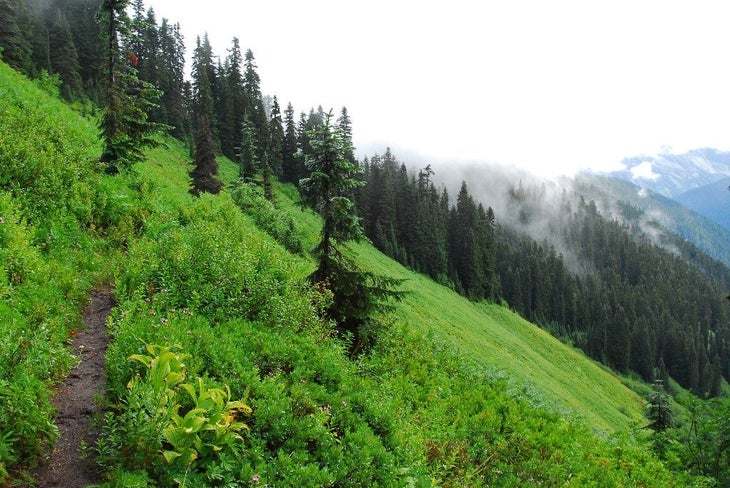 Lush Meadows None