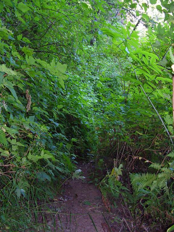 Lush Trail None