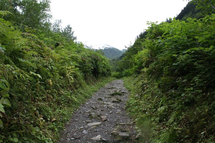 Lush trail None