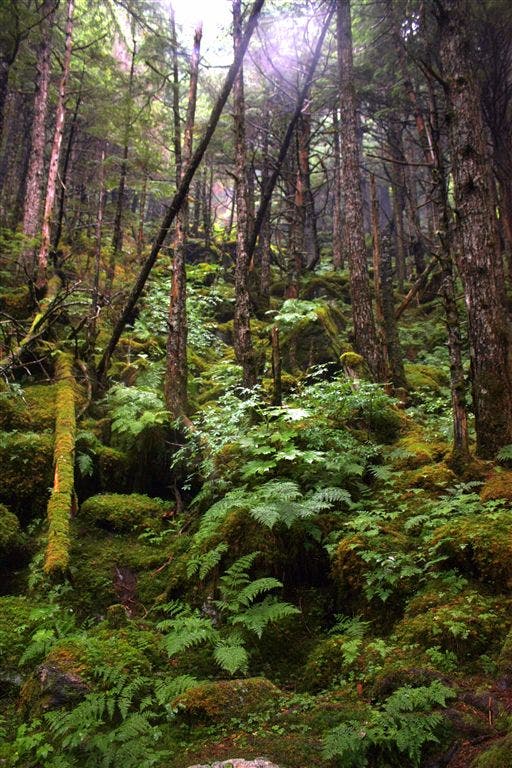 Lush Vegetation None