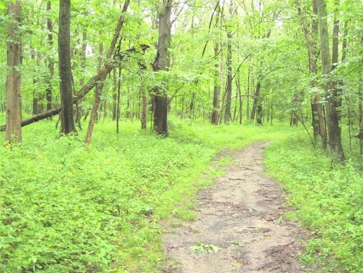 Lush Woods None