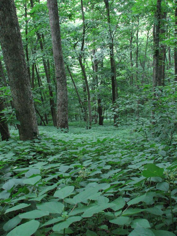 Lush Woods None