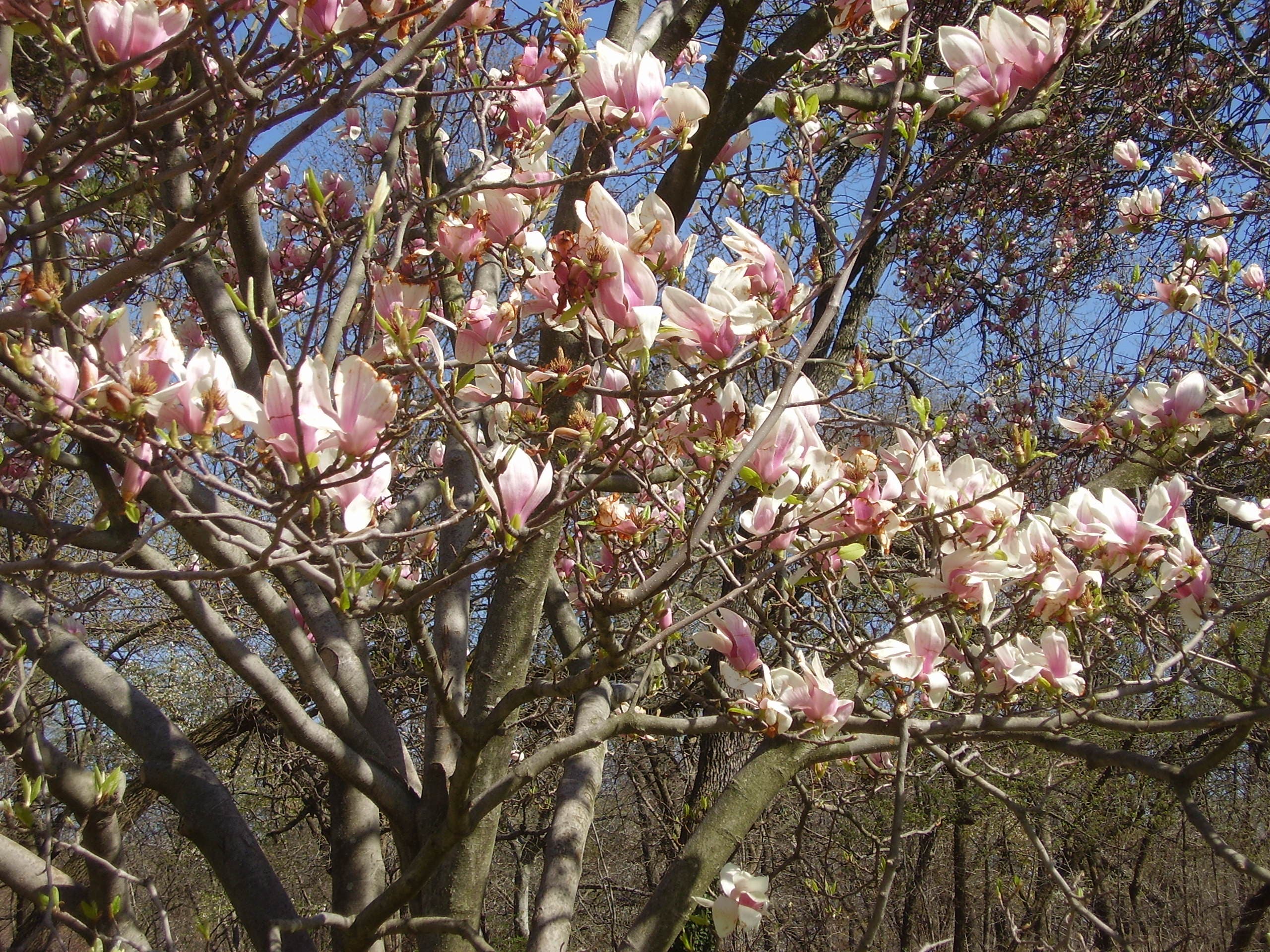 Magnolia Blossoms None