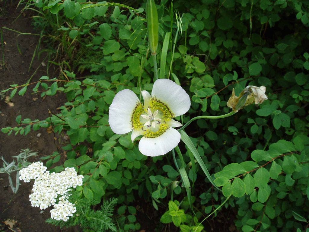 Mariposa Flower None