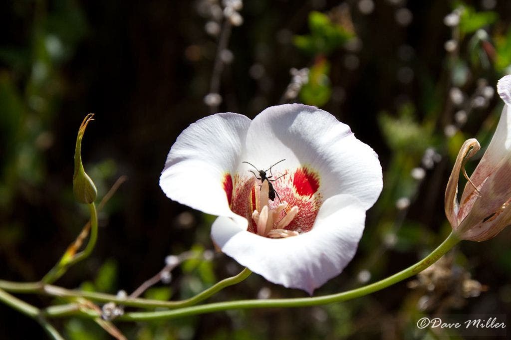 Mariposa Lily None