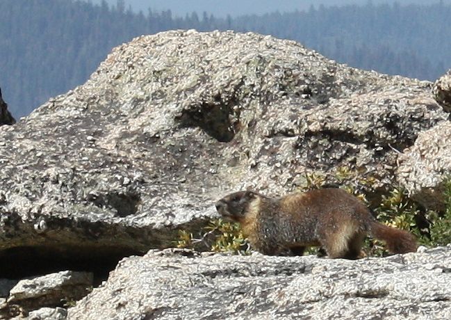 Marmot None